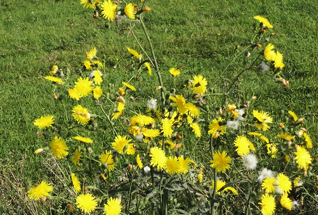 škarda dvojročná Crepis biennis L.