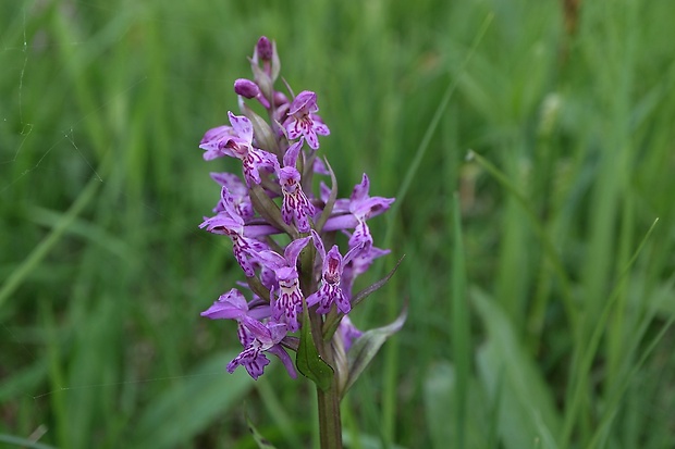 vstavačovec májový pravý Dactylorhiza majalis subsp. majalis (Reincherb.) Hunt & Summerh.