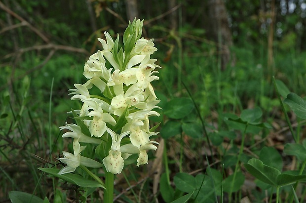 vstavačovec bazový Dactylorhiza sambucina (L.) Soó