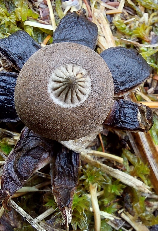 hviezdovka drsná Geastrum campestre Morgan