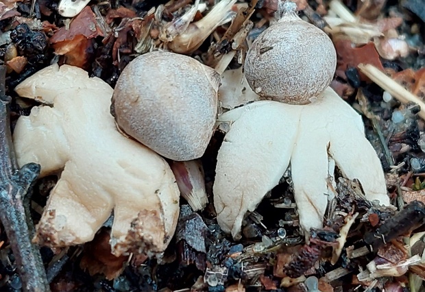 hviezdovka Geastrum cf.marginatum Vittad.