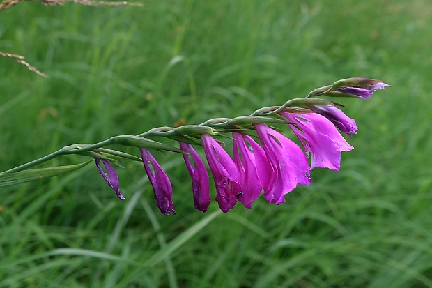 mečík škridlicovitý Gladiolus imbricatus L.