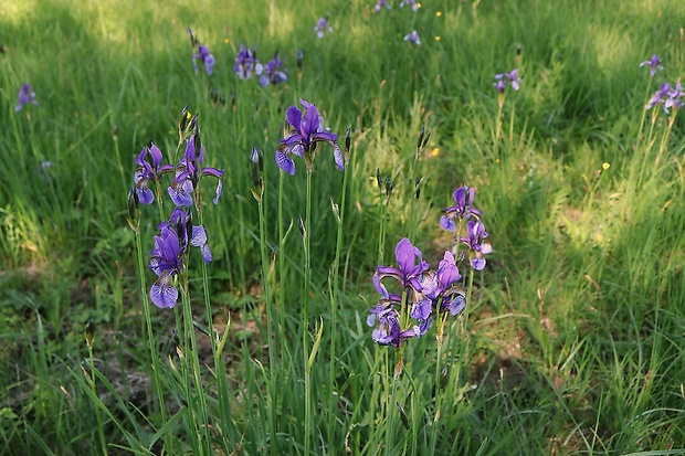 kosatec sibírsky Iris sibirica L.