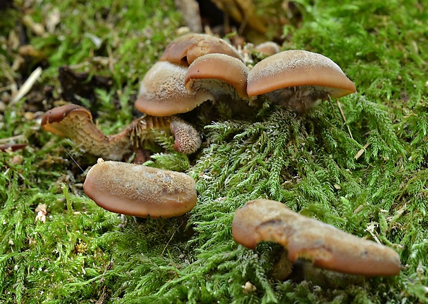 húževnatček medvedí Lentinellus ursinus (Fr.) Kühner