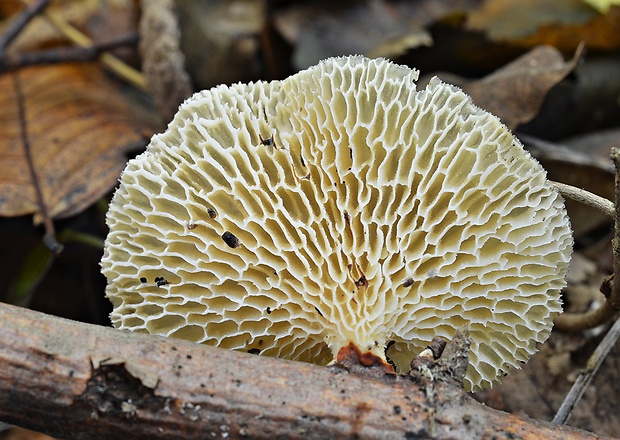 trúdnik veľkopórový Neofavolus alveolaris (DC.) Sotome & T. Hatt.