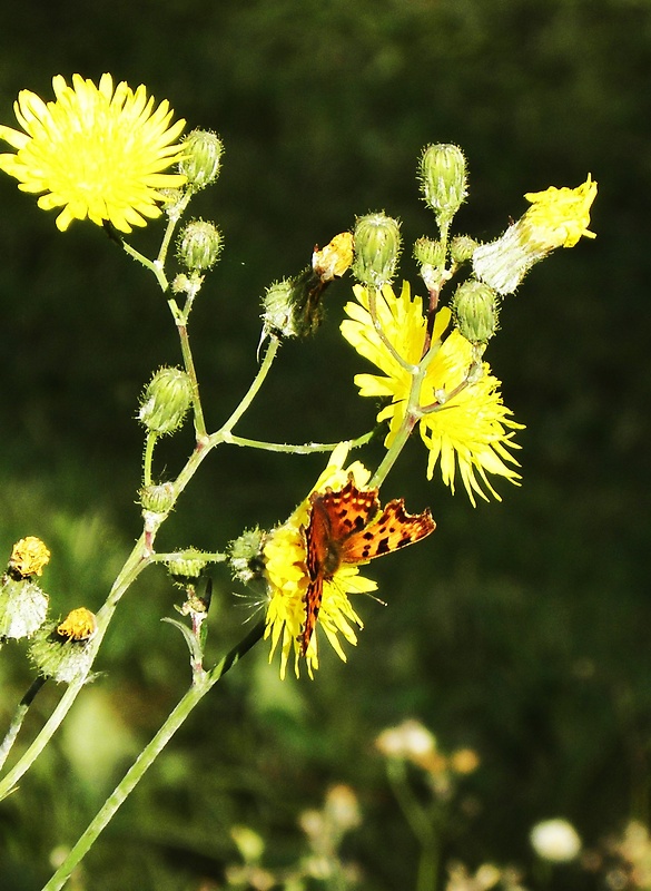 babôčka zubatokrídla  Polygonia c-album