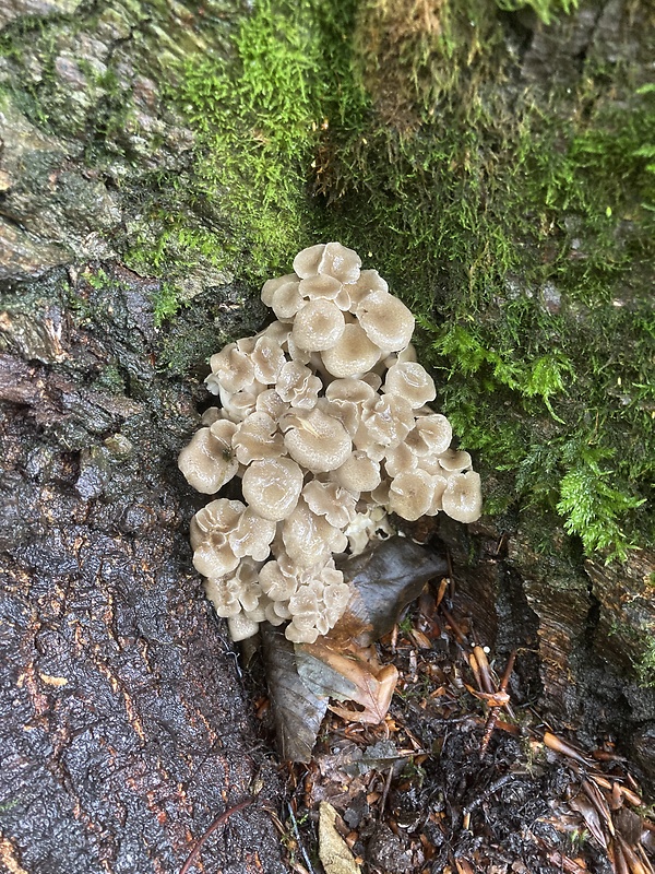 trúdnik klobúčkatý Polyporus umbellatus (Pers.) Fr.