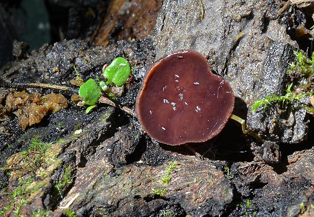 čiaška purpurová Purpureodiscus subisabellinus (Le Gal) Van Vooren