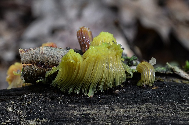 pazderka Stemonitis sp.