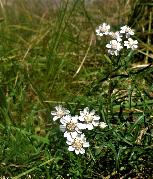 rebríček bertrámový Achillea ptarmica L.