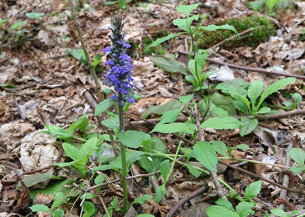 zbehovec plazivý Ajuga reptans L.