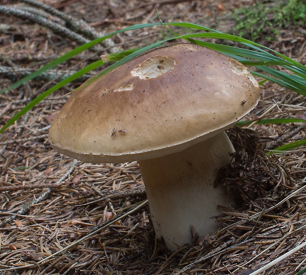 hríb smrekový Boletus edulis Bull.