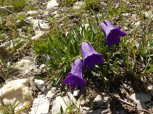 zvonček Campanula alpestris