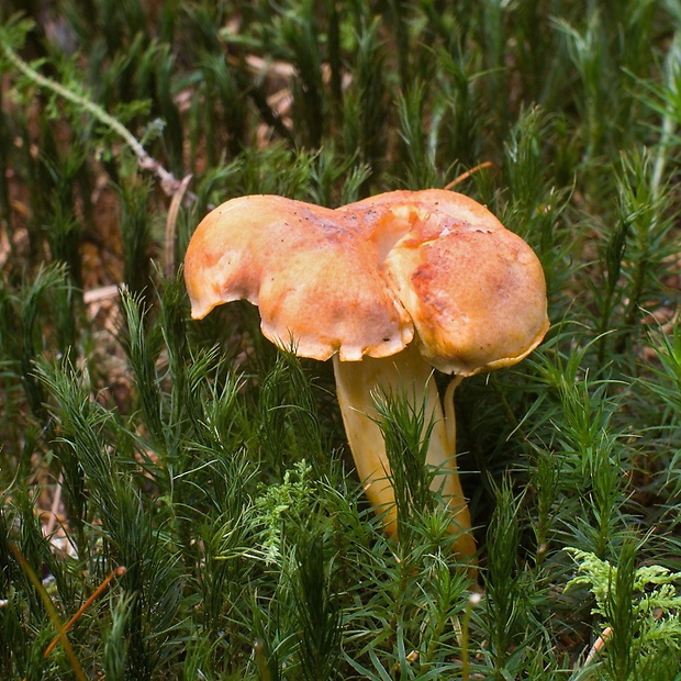 kuriatko jedlé ametystové Cantharellus amethysteus (Quél.) Sacc.