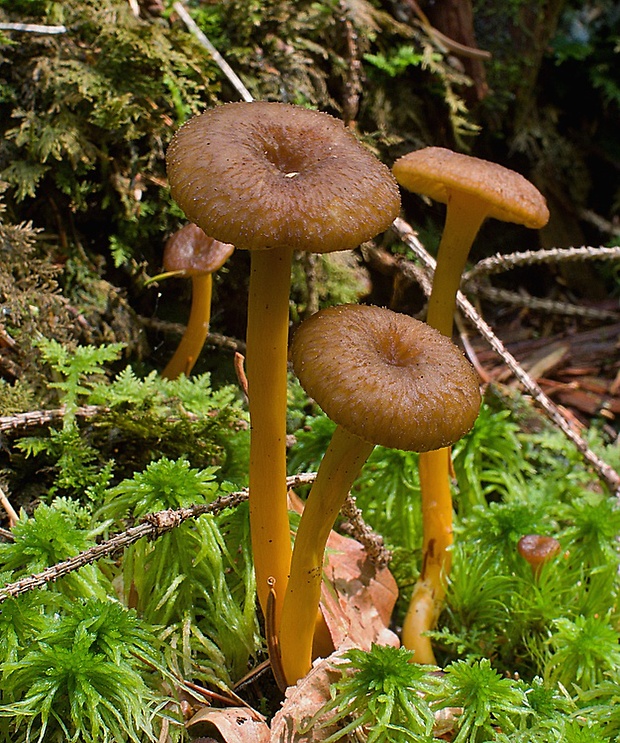 kuriatko lievikovité Craterellus tubaeformis (Fr.) Quél.