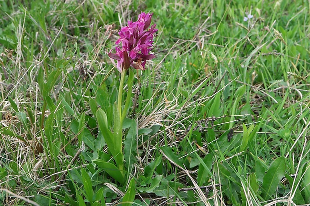 vstavačovec bazový Dactylorhiza sambucina (L.) Soó