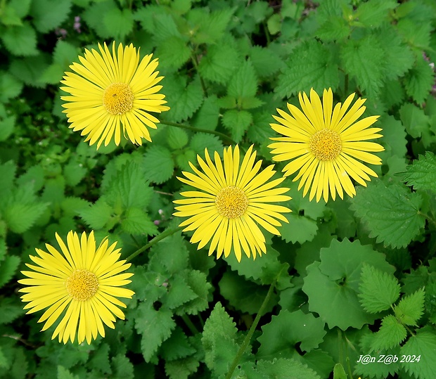 kamzičník columnov Doronicum columnae Ten.