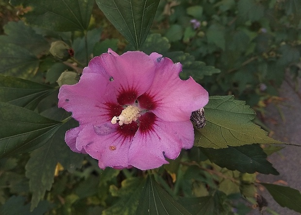 ibištek sýrsky Hibiscus syriacus L.