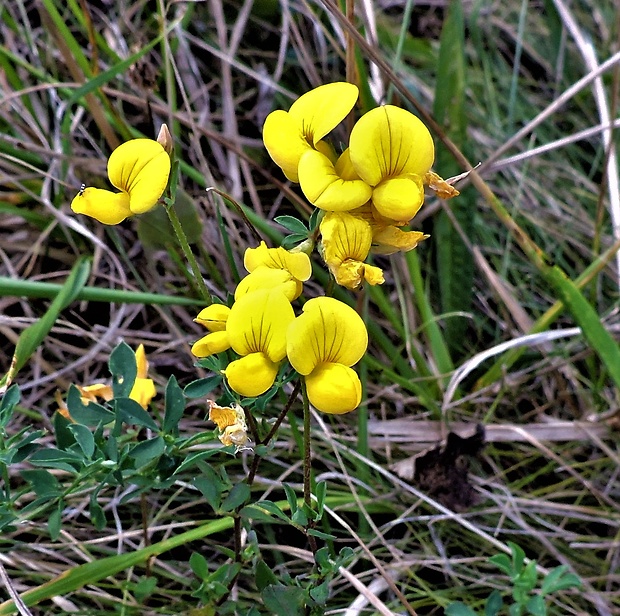 ľadenec rožkatý Lotus corniculatus L.