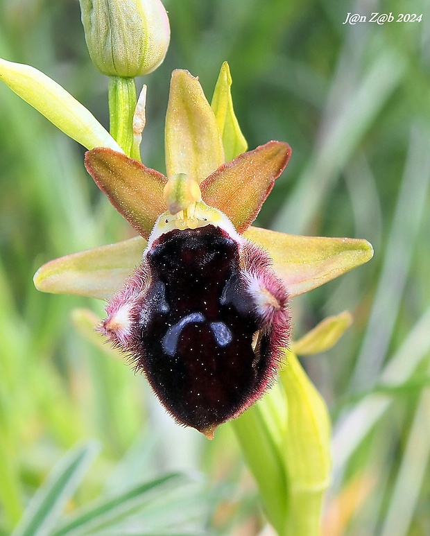 hmyzovník Ophrys promontorii O. & E. Danesch