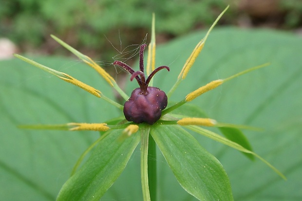 vranovec štvorlistý Paris quadrifolia L.