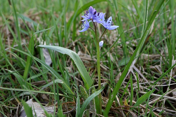 scila karpatská Scilla kladnii Schur