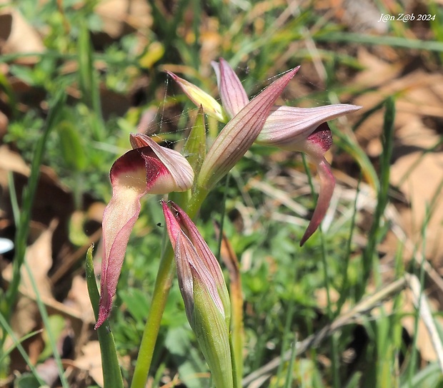 serapias Serapias lingua L.