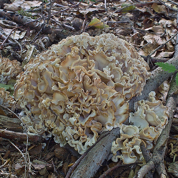 kučierka jedľová Sparassis brevipes Krombh.