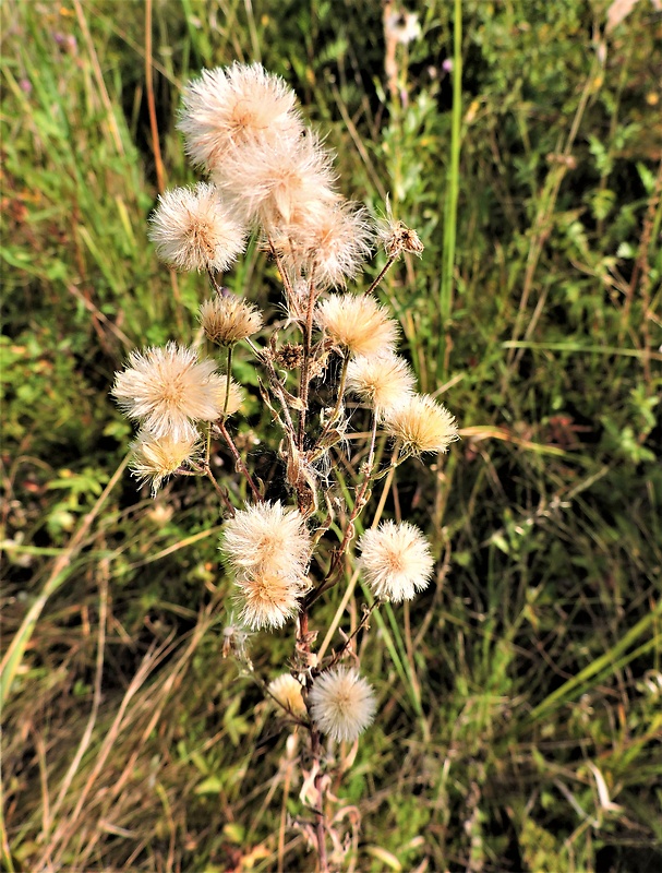 hviezdnik ročný Stenactis annua (L.) Nees