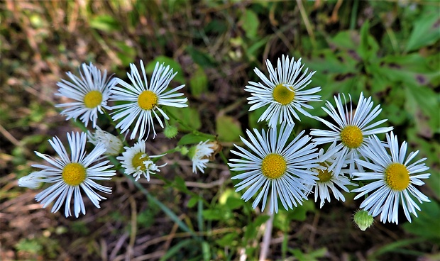 hviezdnik ročný Stenactis annua (L.) Nees