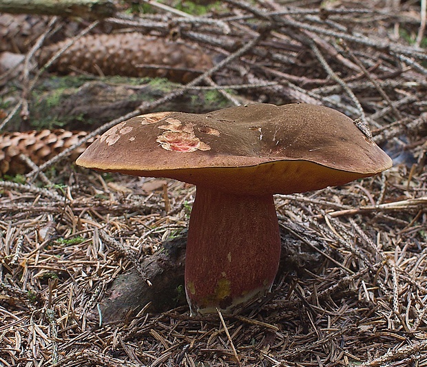 hríb zrnitohlúbikový Sutorius luridiformis (Rostk.) G. Wu & Zhu L. Yang