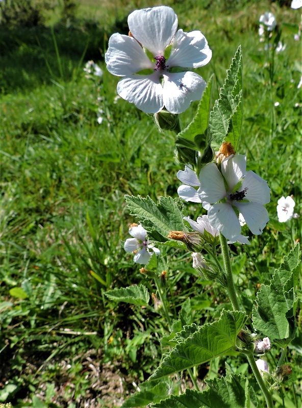 ibiš lekársky Althaea officinalis L.