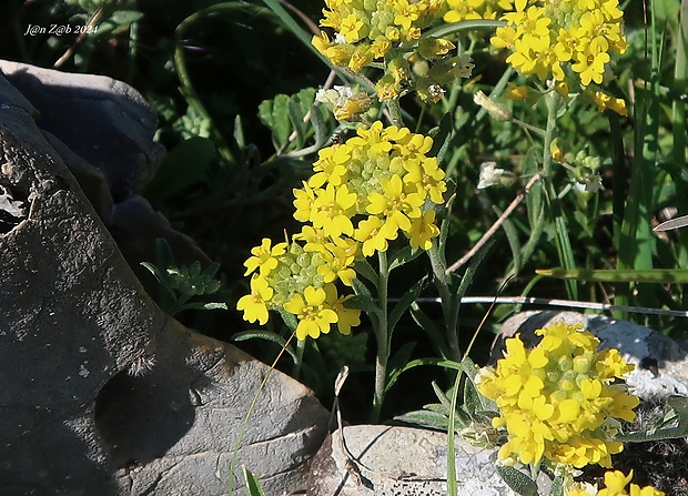 tarica Alyssum diffusum Ten.