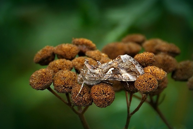 mora gama (sk) / kovolesklec gama (cz) Autographa gamma (Linnaeus, 1758)