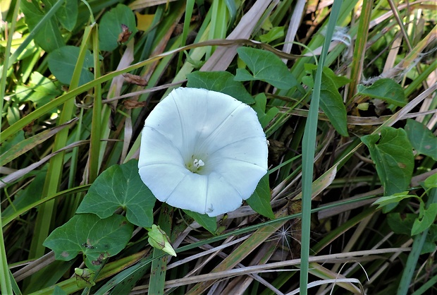 povoja plotná Calystegia sepium (L.) R. Br.