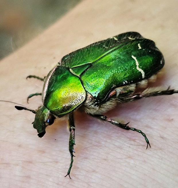 zlatoň obyčajný  Cetonia aurata