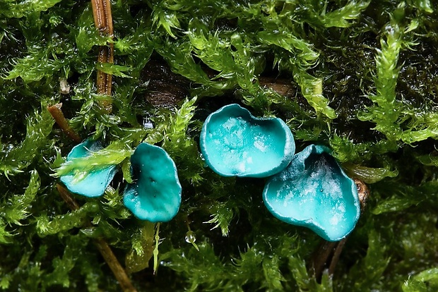 zelenica Chlorociboria sp.