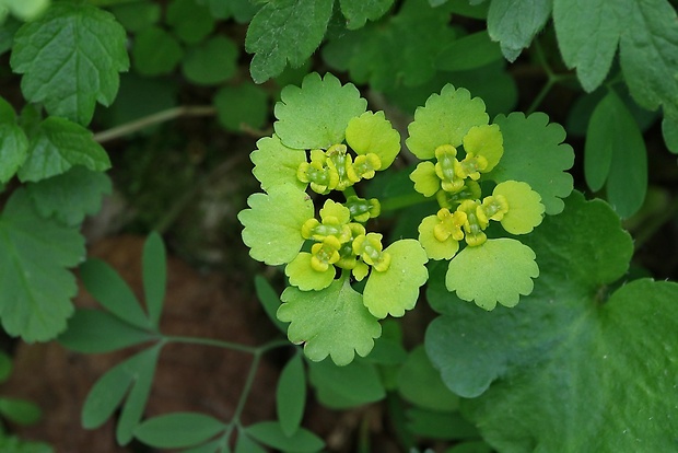 slezinovka striedavolistá Chrysosplenium alternifolium L.