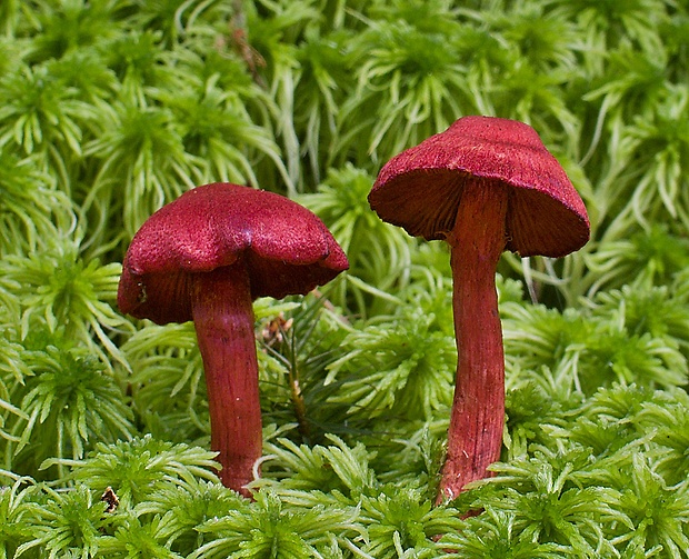 pavučinovec Cortinarius sp.