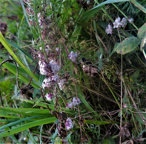 kukučina Cuscuta sp.