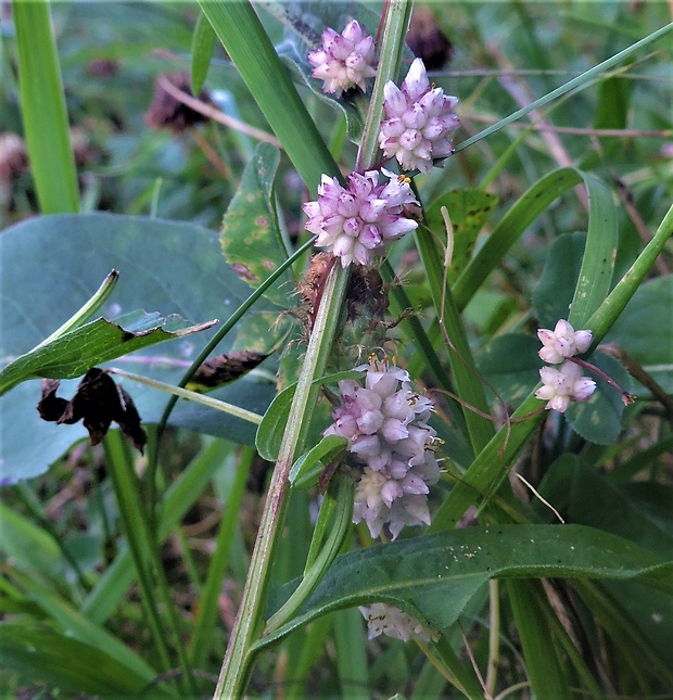 kukučina Cuscuta sp.