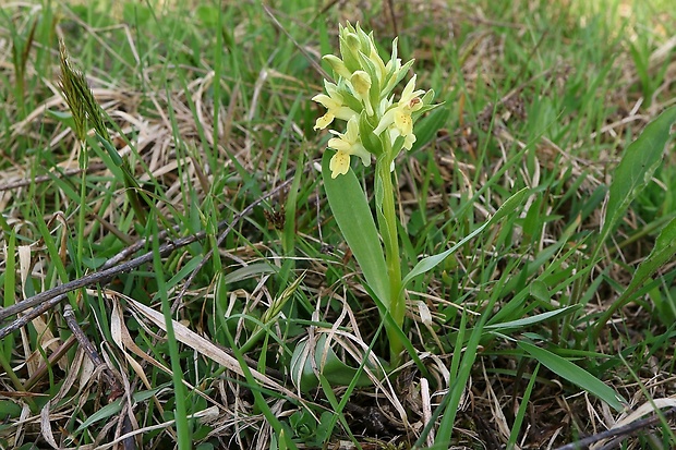 vstavačovec bazový Dactylorhiza sambucina (L.) Soó