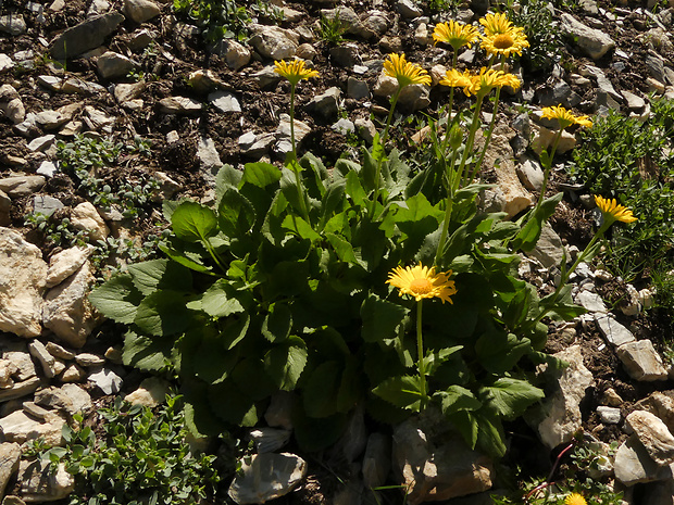 kamzičník Doronicum grandiflorum Lam.