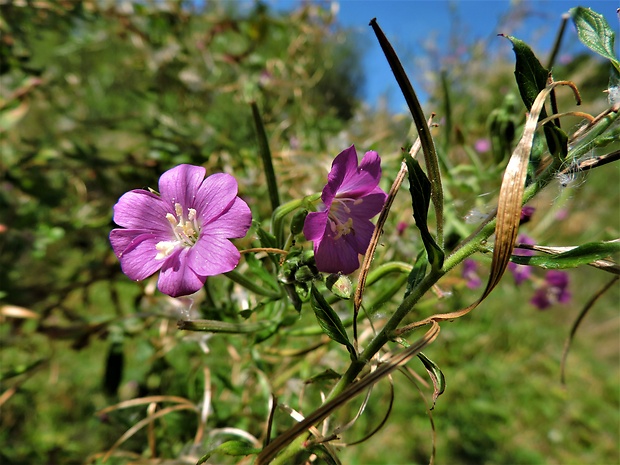 vŕbovka chlpatá Epilobium hirsutum L.