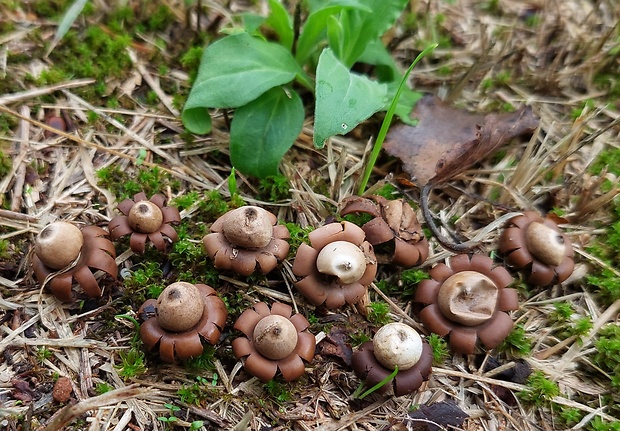 hviezdovka kvetovitá Geastrum floriforme Vittad.