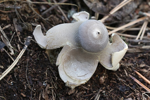 hviezdovka klenbová Geastrum fornicatum (Huds.) Hook.