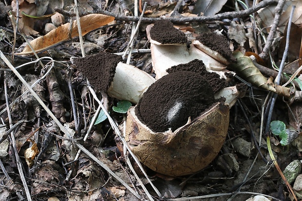 hviezdovka vlasatá Geastrum melanocephalum (Czern.) V.J. Staněk