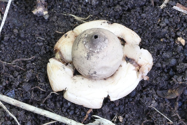 hviezdovka mechovitá Geastrum saccatum Fr.