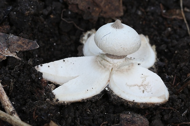 hviezdovka golierikovitá Geastrum striatum DC.