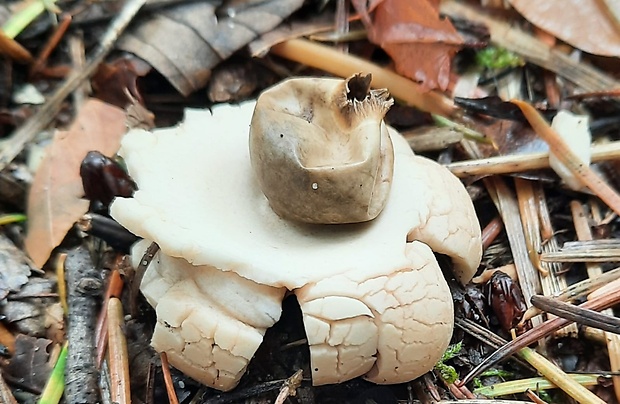 hviezdovka trojitá Geastrum triplex Jungh.